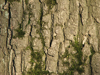 Image showing mossy oak bark 