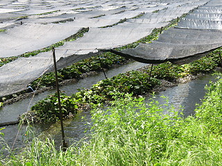 Image showing Wasabi Farm in Japan