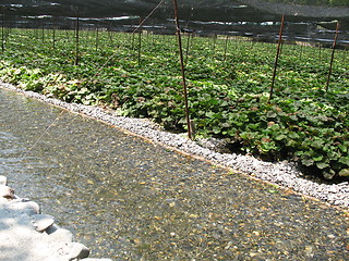 Image showing Wasabi Farm in Japan