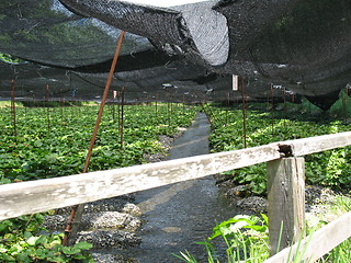 Image showing Closeup of Wasabi Farm