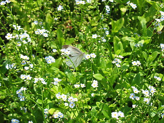 Image showing Single butterfly on a flower