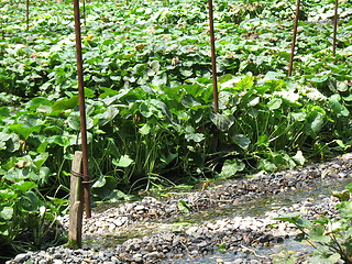 Image showing Closeup of Wasabi plant