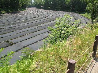 Image showing Wasabi Farm