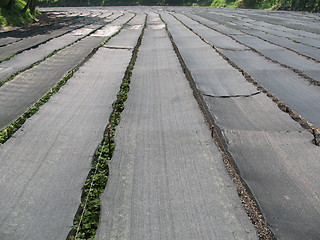 Image showing Wasabi Farm