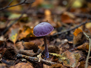 Image showing Amethyst Deceiver Fungus with Fly