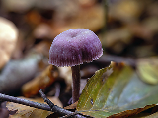 Image showing Amethyst Deceiver Fungus