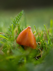 Image showing Blackening Waxcap Fungi