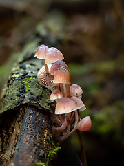 Image showing Burgundy-drop Bonnet fungi