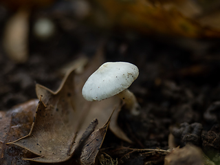 Image showing Fungus in Woodland