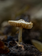 Image showing Fungus with Gills