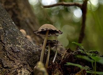 Image showing Glistening Inkcap Fungi