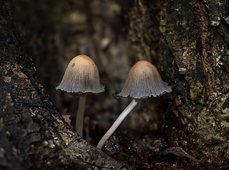 Image showing Glistening Inkcaps