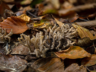 Image showing Grey Coral Fungus