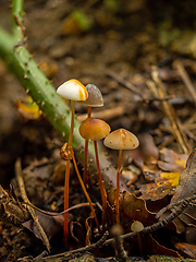 Image showing Saffrondrop Bonnet Fungi