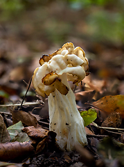 Image showing White Saddle Fungus and Spider