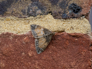 Image showing Common Marbled Carpet Moth