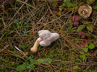 Image showing Fungi Destroyed on Ground