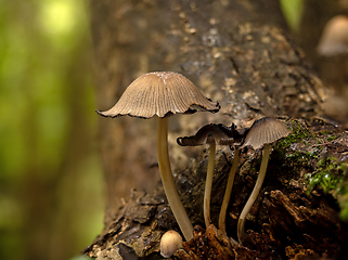 Image showing Glistening Inkcap Fungi in Woodland