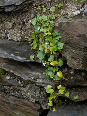 Image showing Ivy-leaved Toadflax
