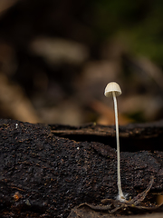 Image showing Mycena or Bonnet Fungus Plus Two