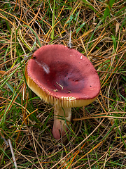 Image showing Russula Fungus in Forest