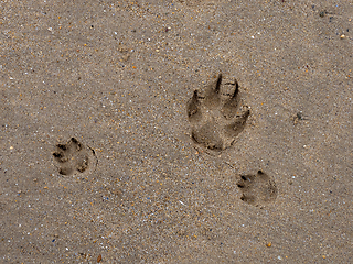 Image showing Dog Paw Prints in Sand