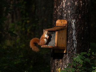 Image showing Red Squirrel on Anglesey