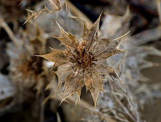 Image showing Sea Holly Seed Head