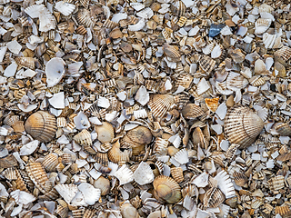 Image showing Cockle Shells Broken