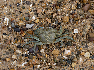 Image showing European Green or Shore Crab Deceased