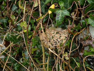 Image showing Leaves, Cobwebs and Raindrops