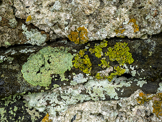 Image showing Lichens on Wall