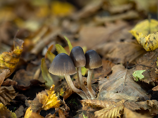 Image showing Bonnet Fungus Group in Woodland