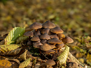 Image showing Bonnet Fungi with Bonnet Mould in Woodland