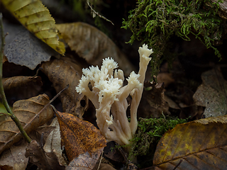 Image showing Crested Coral Fungus and Leaves