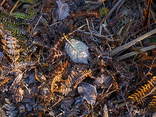 Image showing Frost on Leaves and Bracken