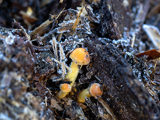 Image showing Fungi on Dung