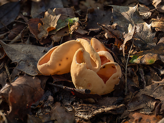 Image showing Hare's Ear Fungus