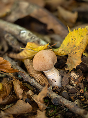 Image showing Red-banded Webcap Fungus in English Woodland