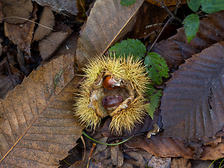 Image showing Sweet Chestnuts in Woodland