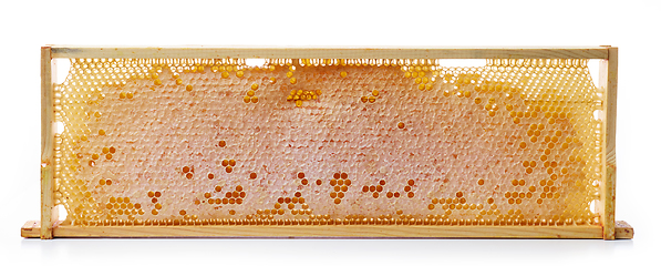 Image showing honey combs in wooden frame