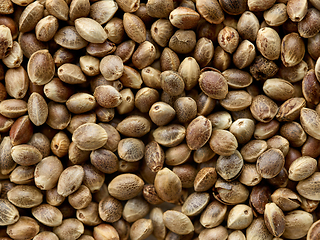 Image showing hemp seed background