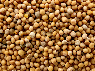 Image showing mustard seed background