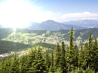 Image showing Forest landscape