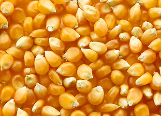 Image showing corn grains background