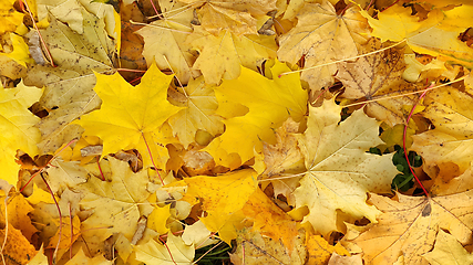 Image showing Yellow autumn background from fallen foliage of maple