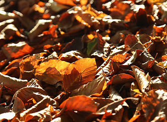 Image showing Natural autumnal background with bright fallen leaves