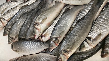 Image showing Fresh sibas fish on ice for sale in market