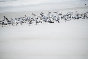 Image showing Flock of seagulls at the ocean beach