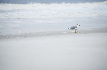 Image showing Single seagull at the ocean beach